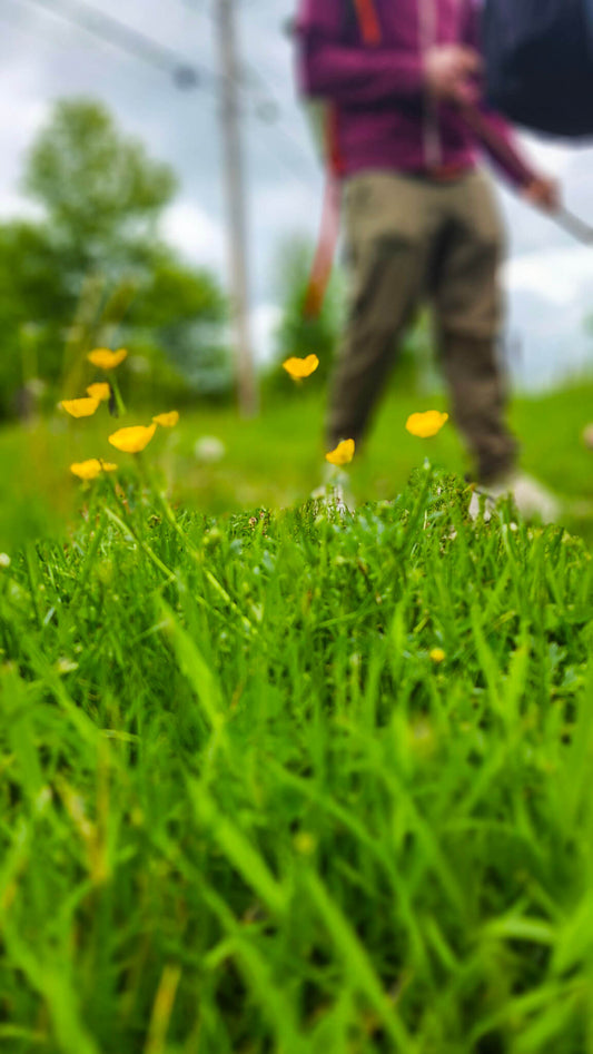 *NEW* Spring Group Hikes - Only $20, Including Pickup! (Select Dates)