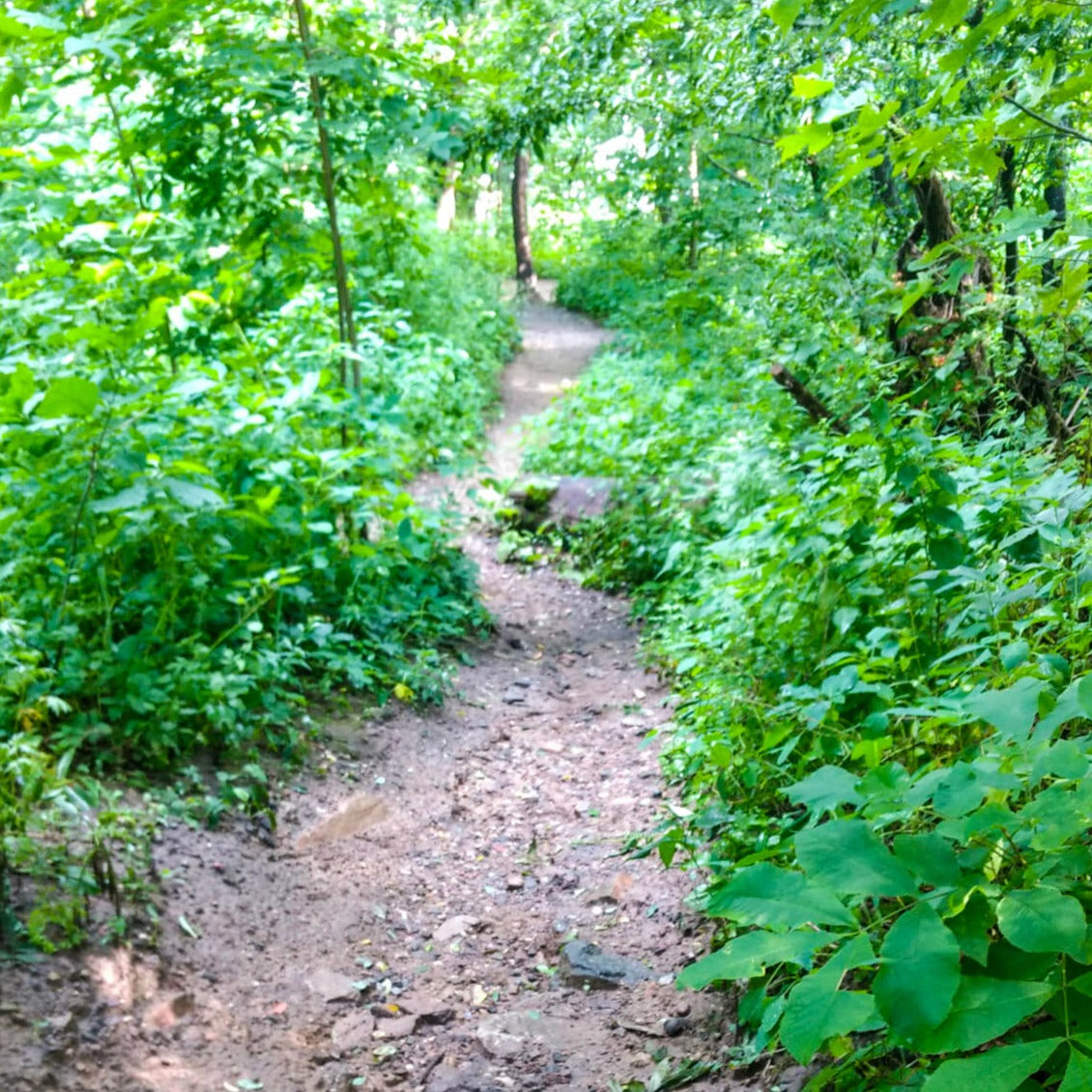 Nature in Your Neighborhood with Route to the Root Journeys