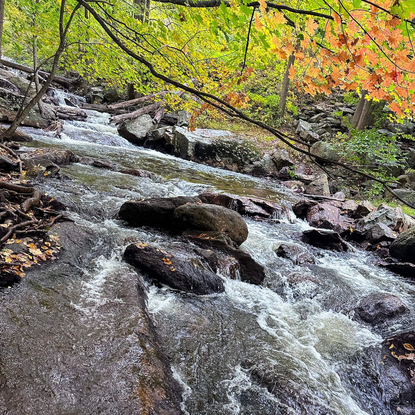 *NEW* Fall Friday Group Hikes - Only $20, Including Pickup! (Select Dates)