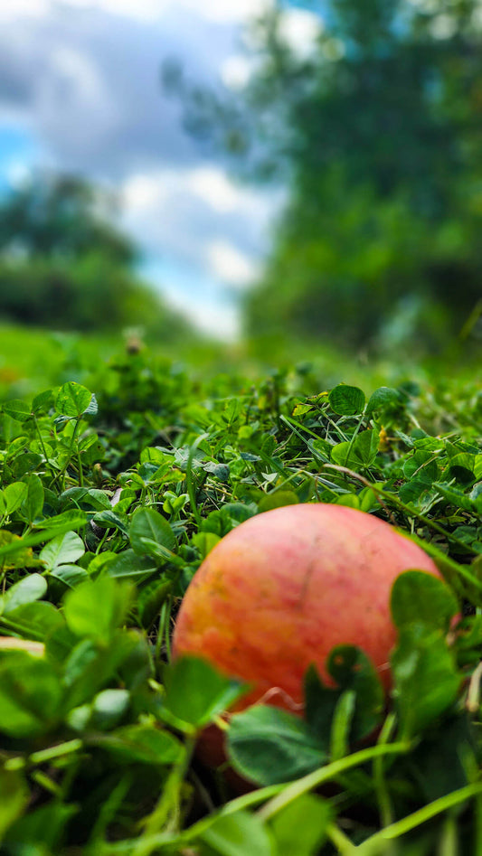 Rydeshare to Fall Apple Picking