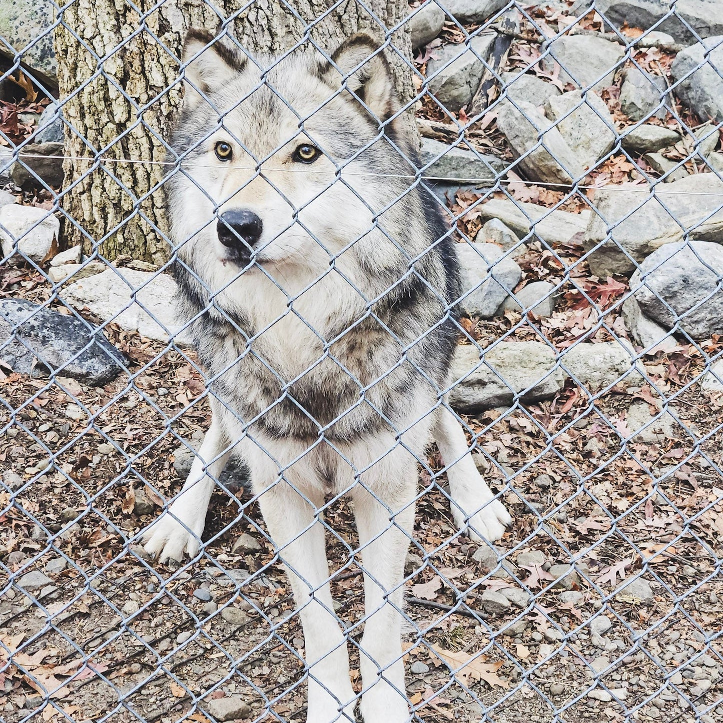Fall Gratitude Hike at Mount Minsi, with Bonus Visit to a Wolf Preserve (Nov 8 2025)