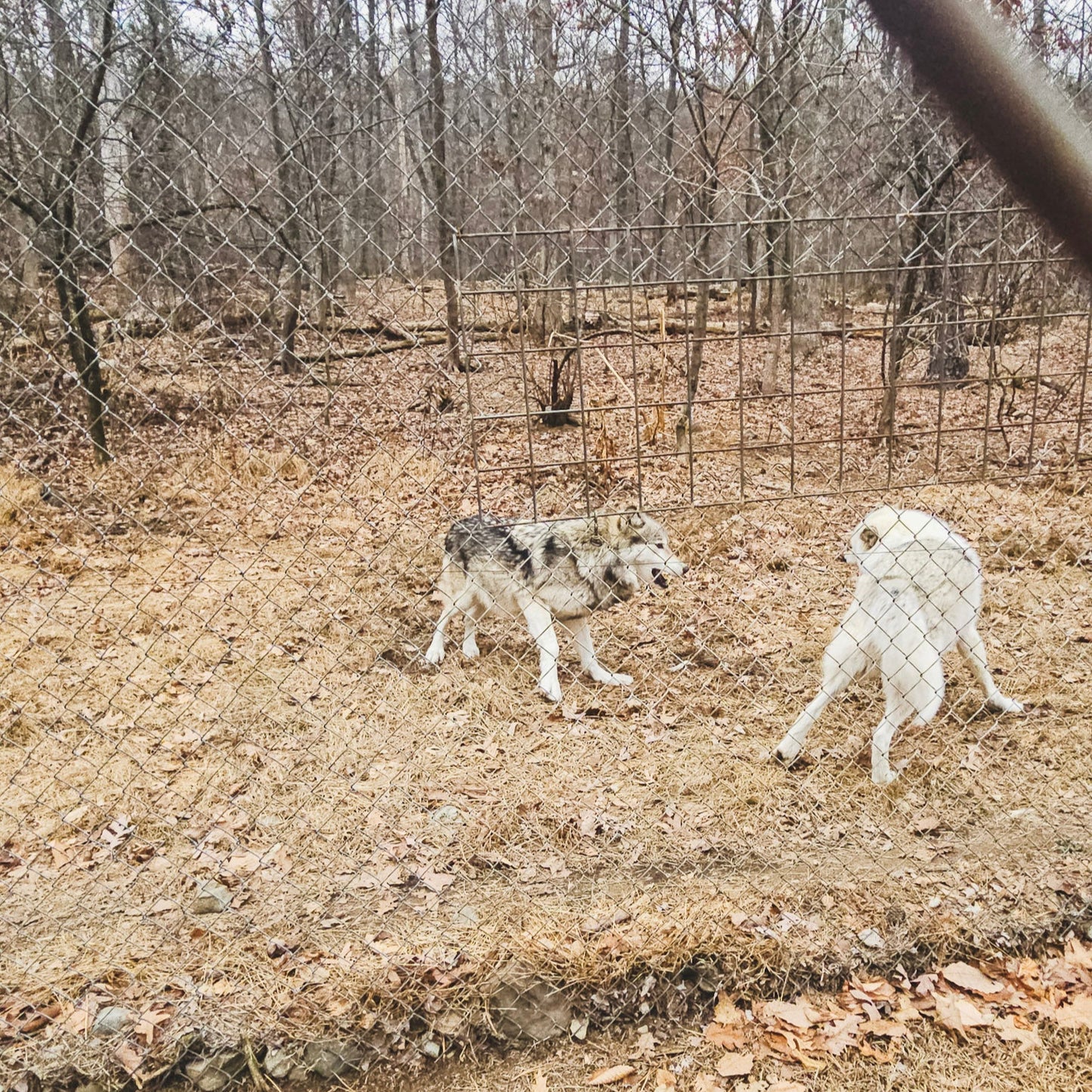Fall Gratitude Hike at Mount Minsi, with Bonus Visit to a Wolf Preserve (Nov 8 2025)