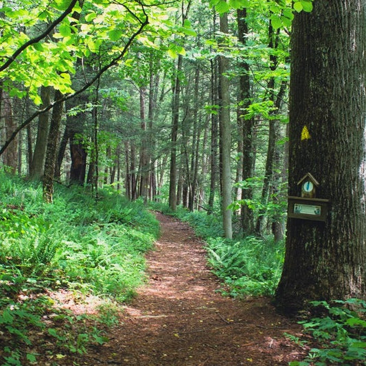 Forest Bathing Meditation at Sterling Forest (Nov 9 2025)