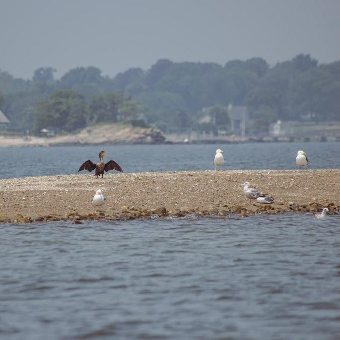 Get Out & Kayak To Cockenoe Island Bird Estuary