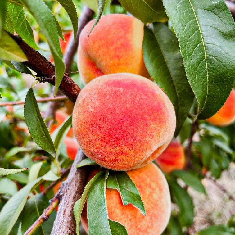 Shuttle Van to Peach Picking, Apple Picking, Pumpkin Picking