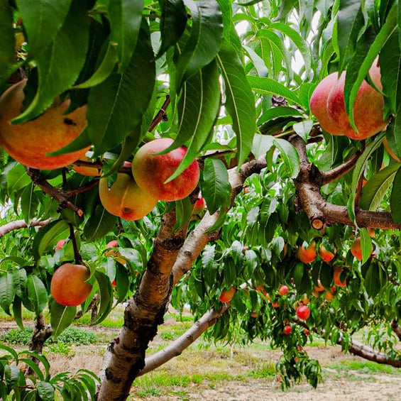 Shuttle Van to Peach Picking, Apple Picking, Pumpkin Picking