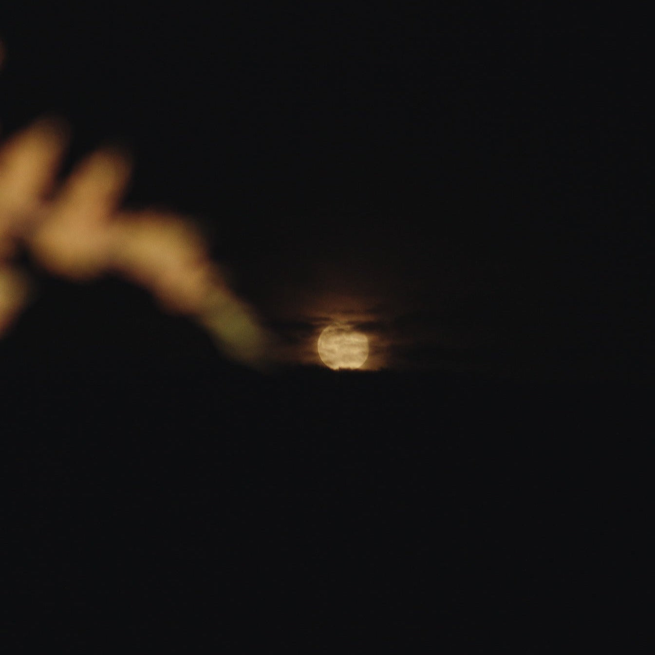 Hike Under A Full Moon on the Appalachian Trail Boardwalk (Sep 7 2025)
