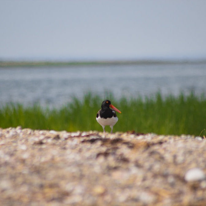Get Out & Kayak To Cockenoe Island Bird Estuary