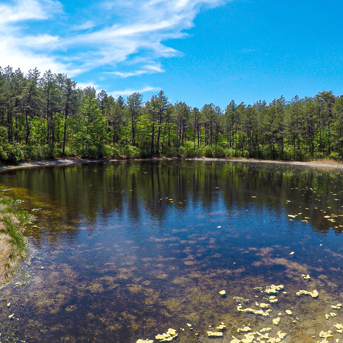 Hike Barefoot With Everyone at Brookhaven State Park (June 1 2025)