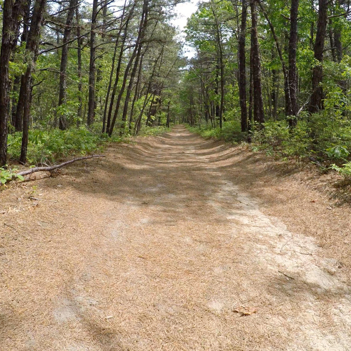 Hike Barefoot With Everyone at Brookhaven State Park (June 1 2025)