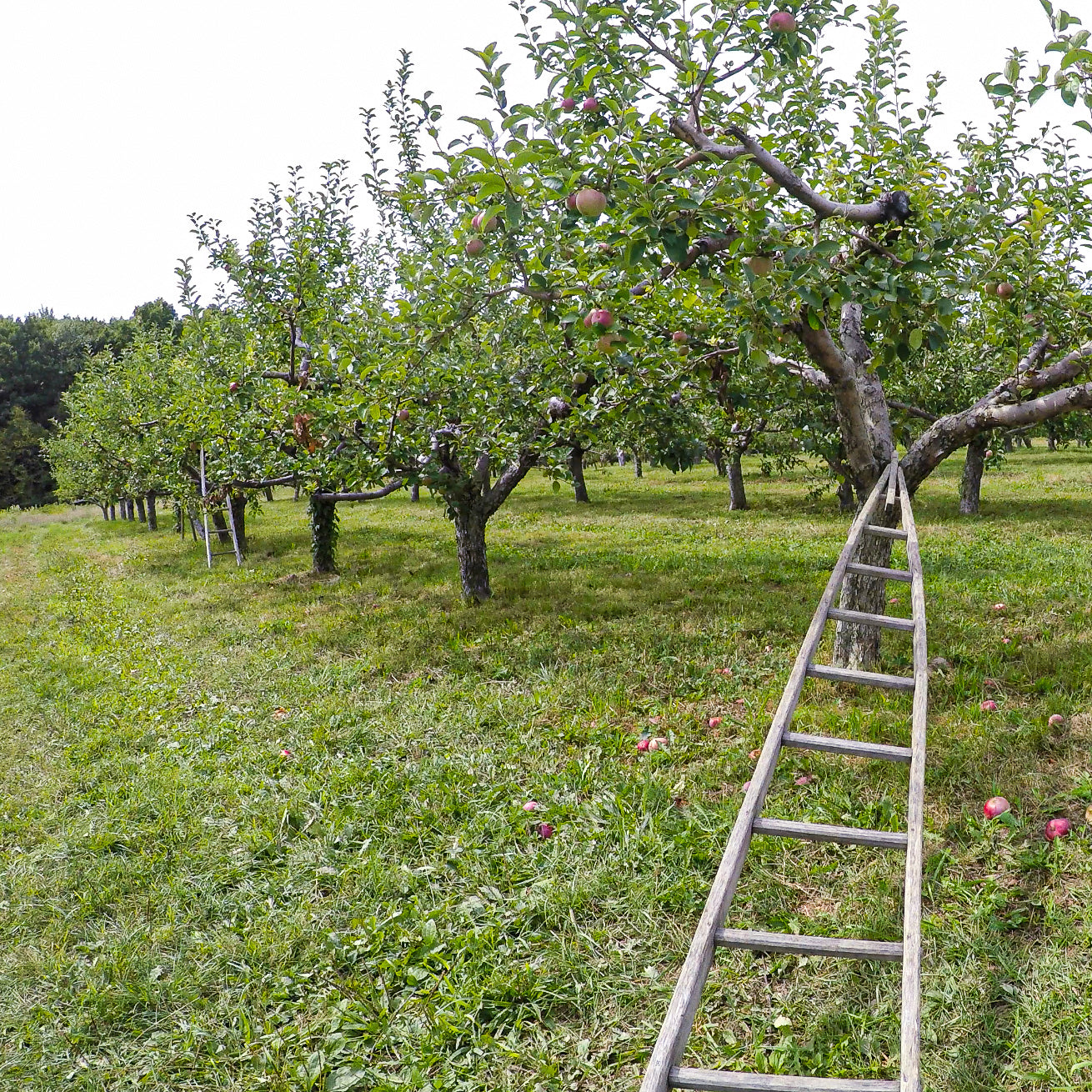 Shuttle Van to Peach Picking, Apple Picking, Pumpkin Picking