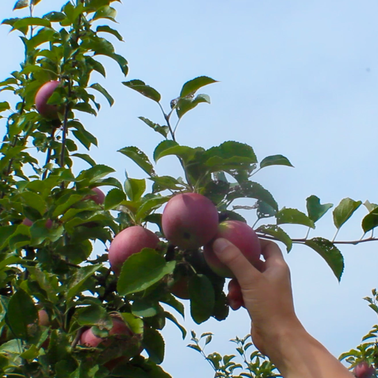 Shuttle Van to Peach Picking, Apple Picking, Pumpkin Picking