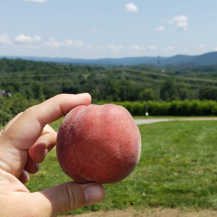 Shuttle Van to Peach Picking, Apple Picking, Pumpkin Picking