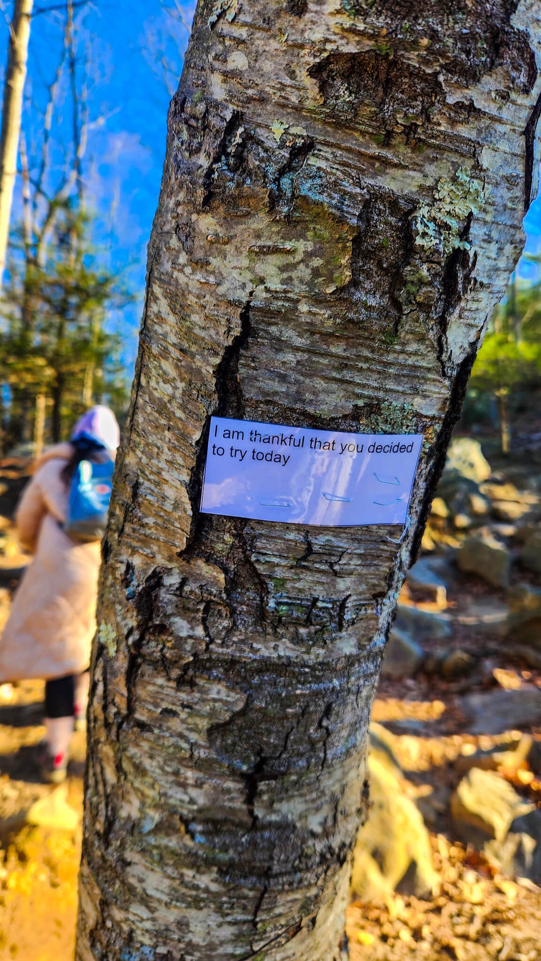Fall Gratitude Hike to Mt. Tammany With Bonus Visit to Lakota Wolf Preserve