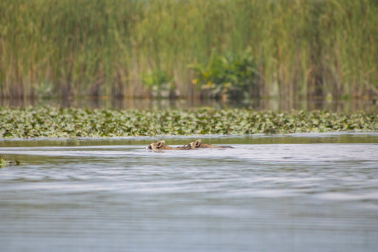July's Are for Getting Out and Kayaking Constitution Marsh