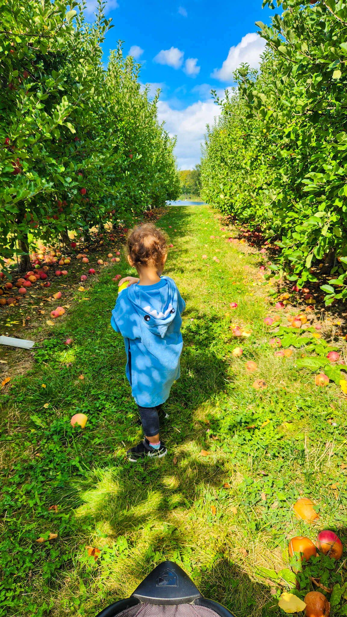 Rydeshare to Fall Apple Picking