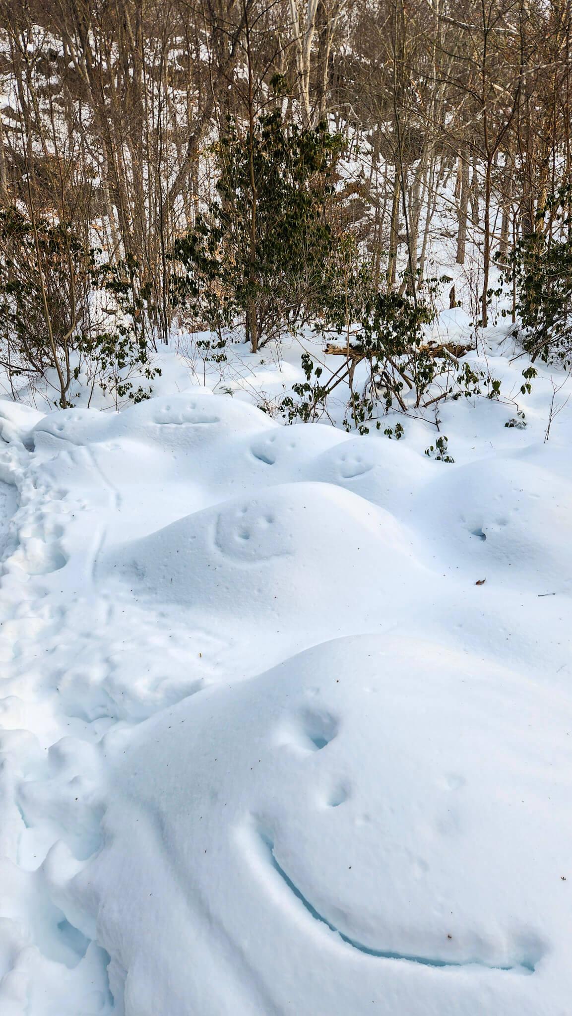 Snow-covered ground with animal tracks in a forest setting