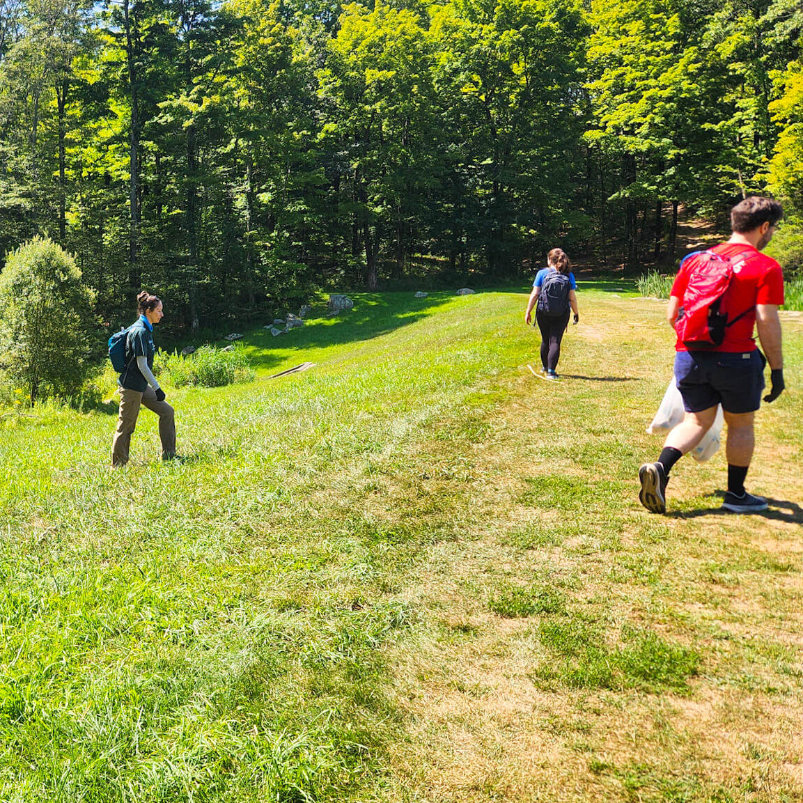 People walking on a grassy path through a forest