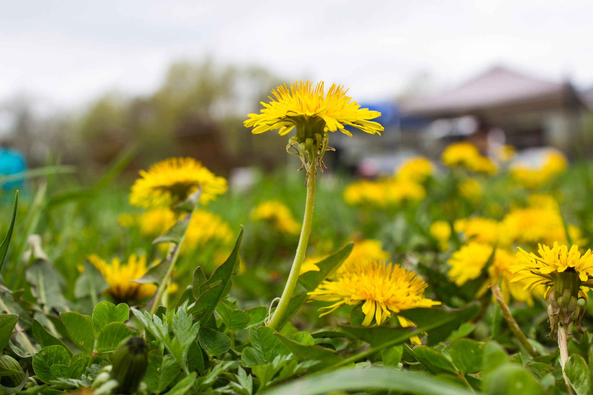 Yellow dandelions in a grassy field with a blurred background