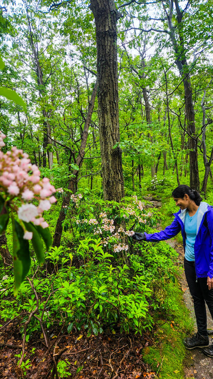 *NEW* Spring Group Hikes - Only $20, Including Pickup! (Select Dates)