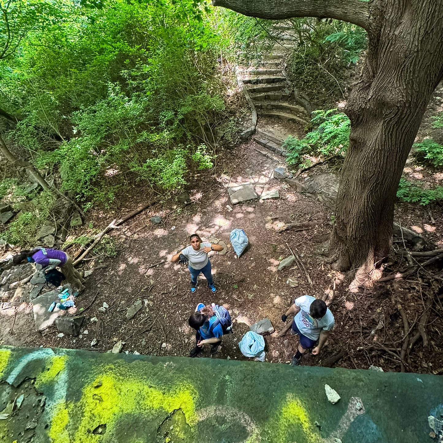 People hiking on a trail in a forest with a large tree and greenery.