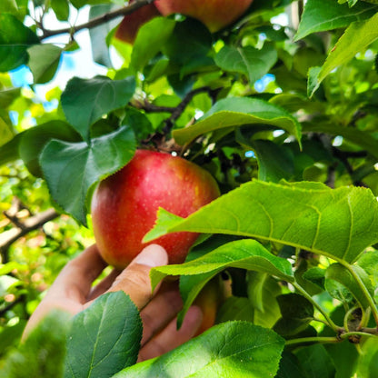 Direct Shuttle to Fall Apple and Pumpkin Picking