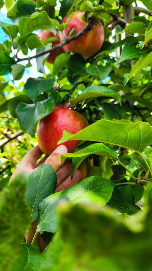Rydeshare to Fall Apple Picking