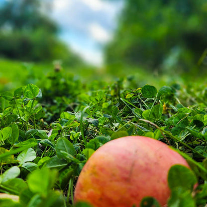 Direct Shuttle to Fall Apple and Pumpkin Picking