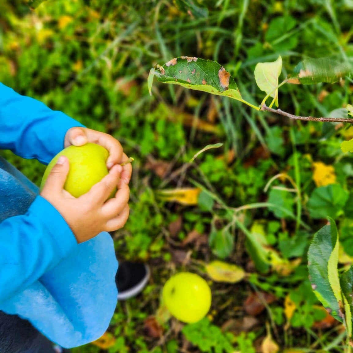 Direct Shuttle to Fall Apple and Pumpkin Picking