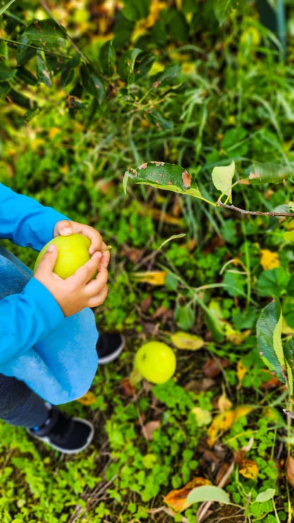 Rydeshare to Fall Apple Picking