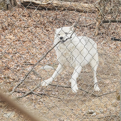 Fall Gratitude Hike at Mount Minsi, with Bonus Visit to a Wolf Preserve (Nov 8 2025)