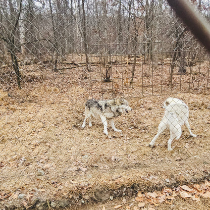 Fall Gratitude Hike at Mount Minsi, with Bonus Visit to a Wolf Preserve (Nov 8 2025)