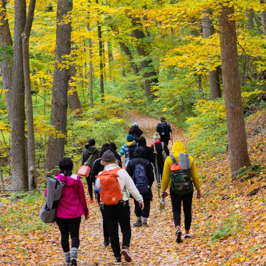 Group of people hiking through a forest with yellow autumn leaves