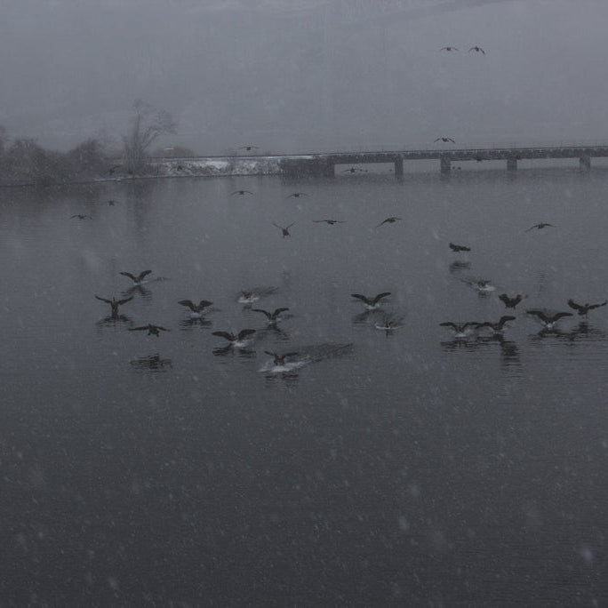 Flock of birds on a lake with a bridge in the background during snowfall