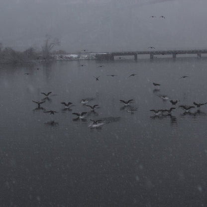 Flock of birds on a lake with a bridge in the background during snowfall