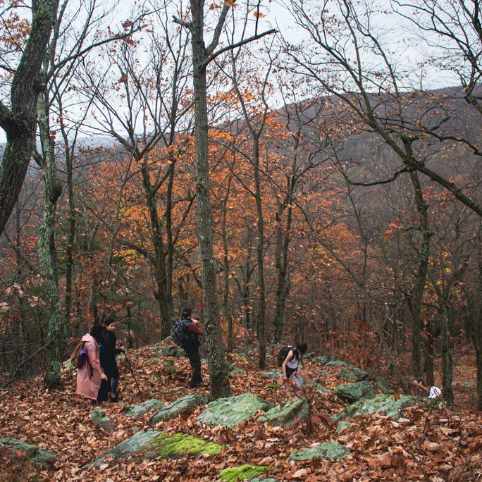 People hiking through a forest with autumn foliage
