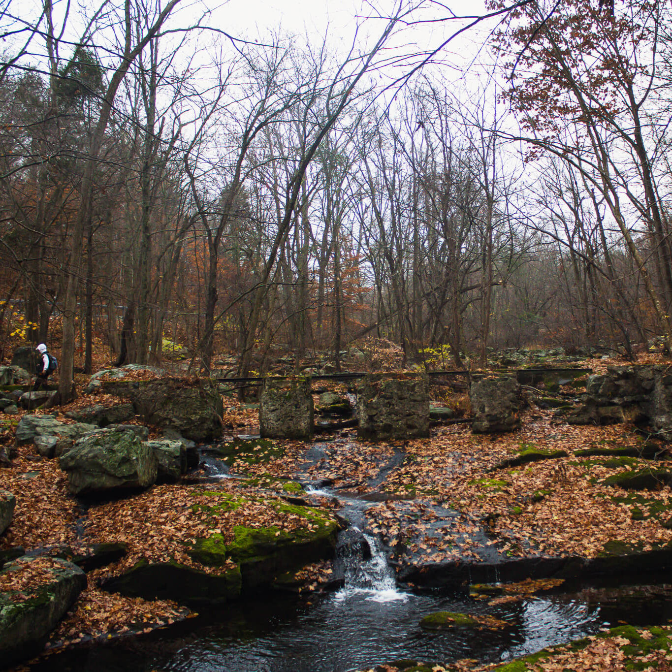 Stream flowing through a forest with fallen leaves and rocks
