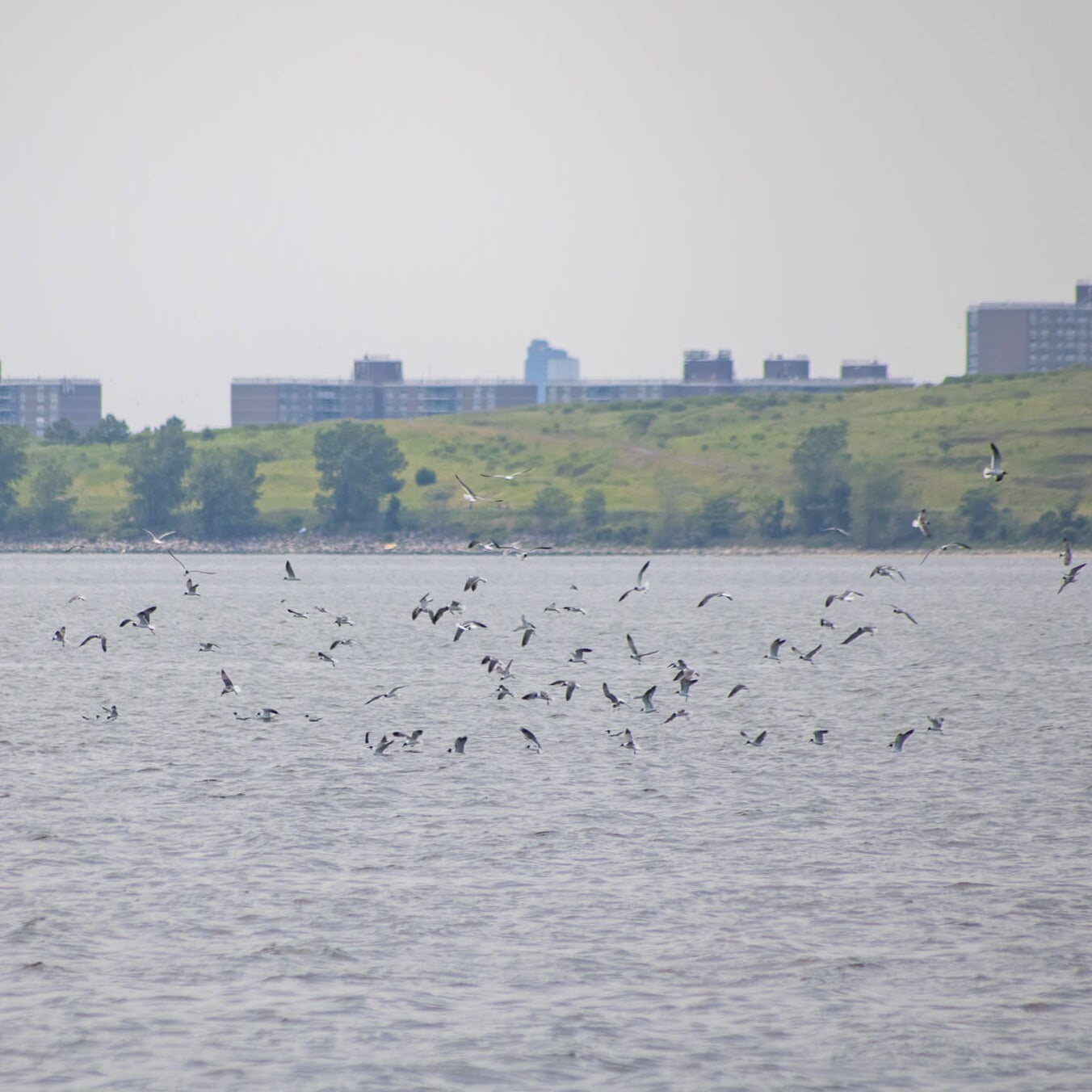 Kayak Jamaica Bay with Outkayak