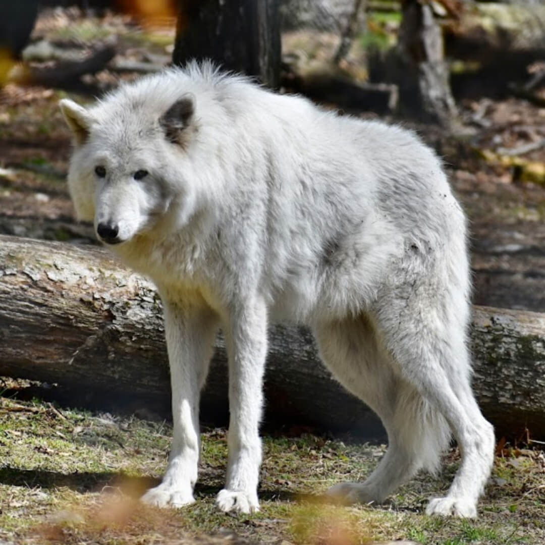 Hike Out Adventure & Wolf Preserve