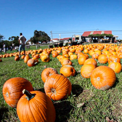 Direct Shuttle to Fall Apple and Pumpkin Picking